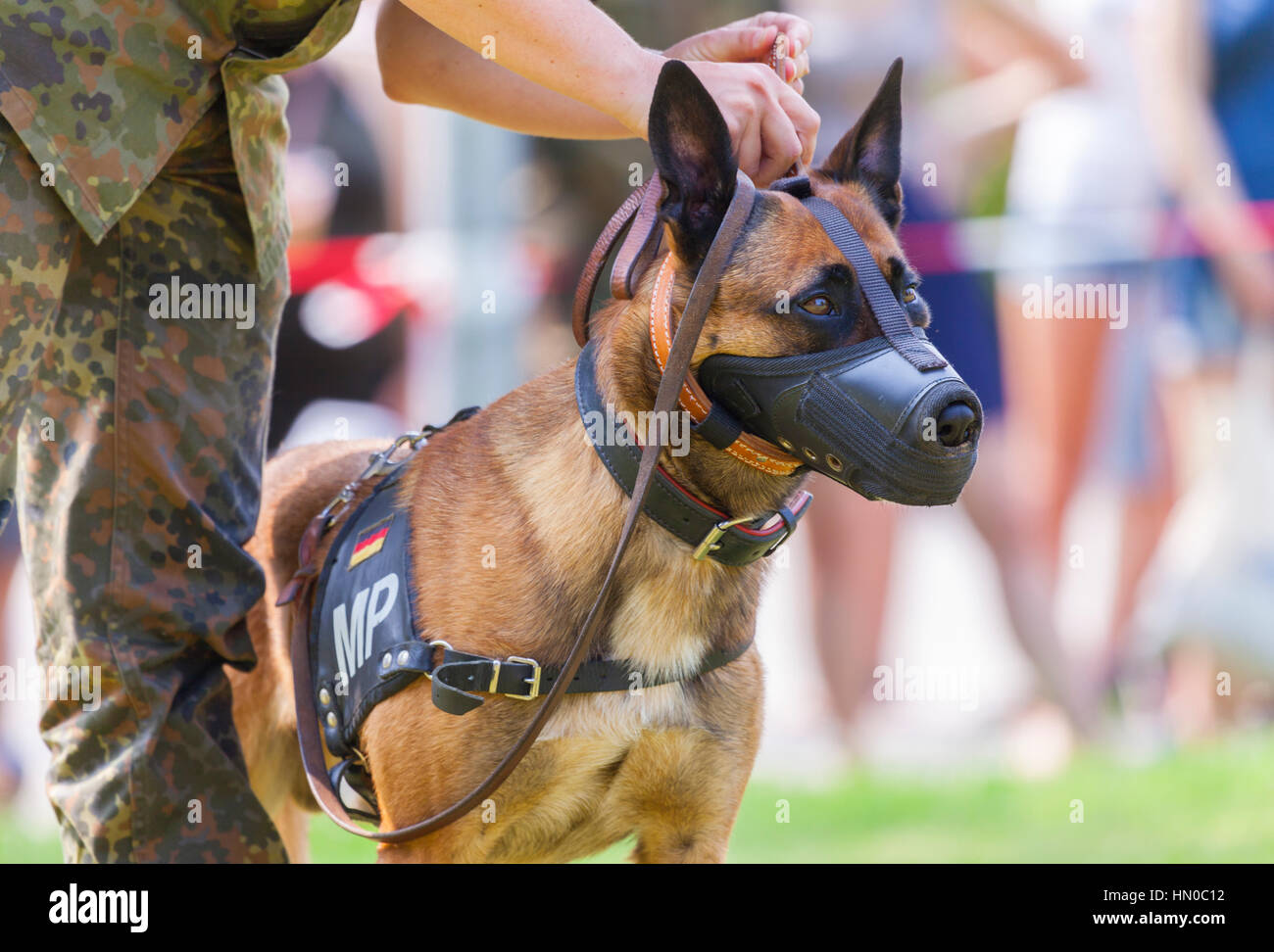 Military dog muzzle 2025