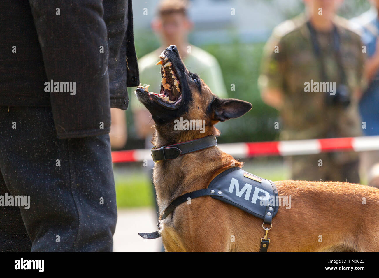 german military police dog shows to his owner Stock Photo