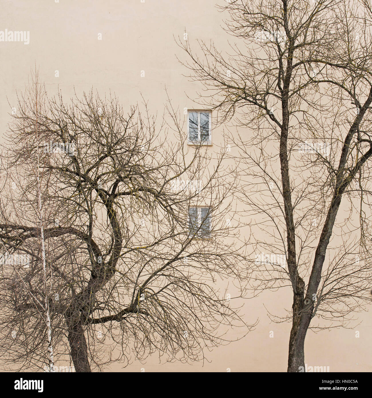 trees without leaves Stock Photo Alamy