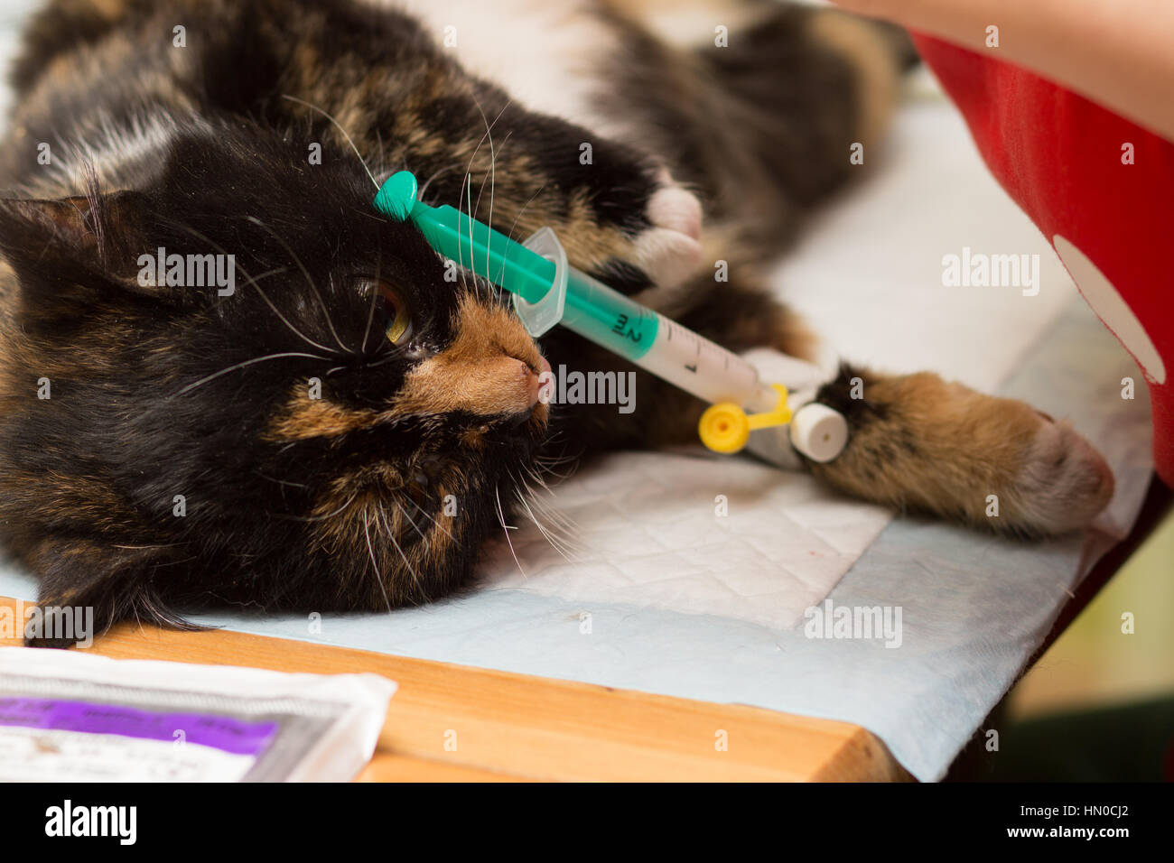Veterinariya.Sterilizatsiya cats. Cat asleep under anesthesia with a