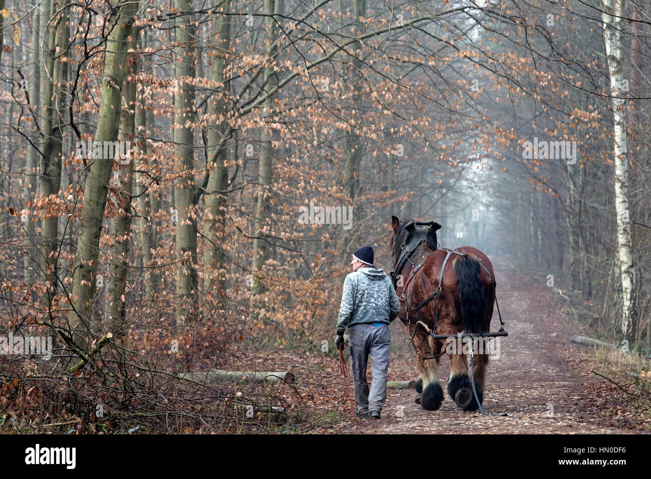 Coldblood heavy working horses pulling logs in al forest in Germany Stock Photo