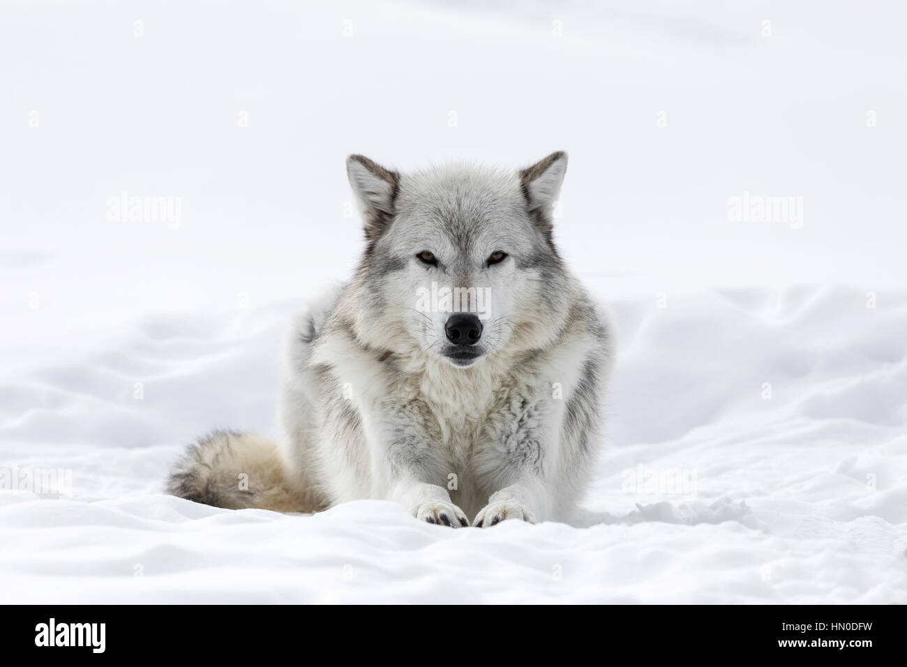 Gray Wolf Stock Photo - Alamy