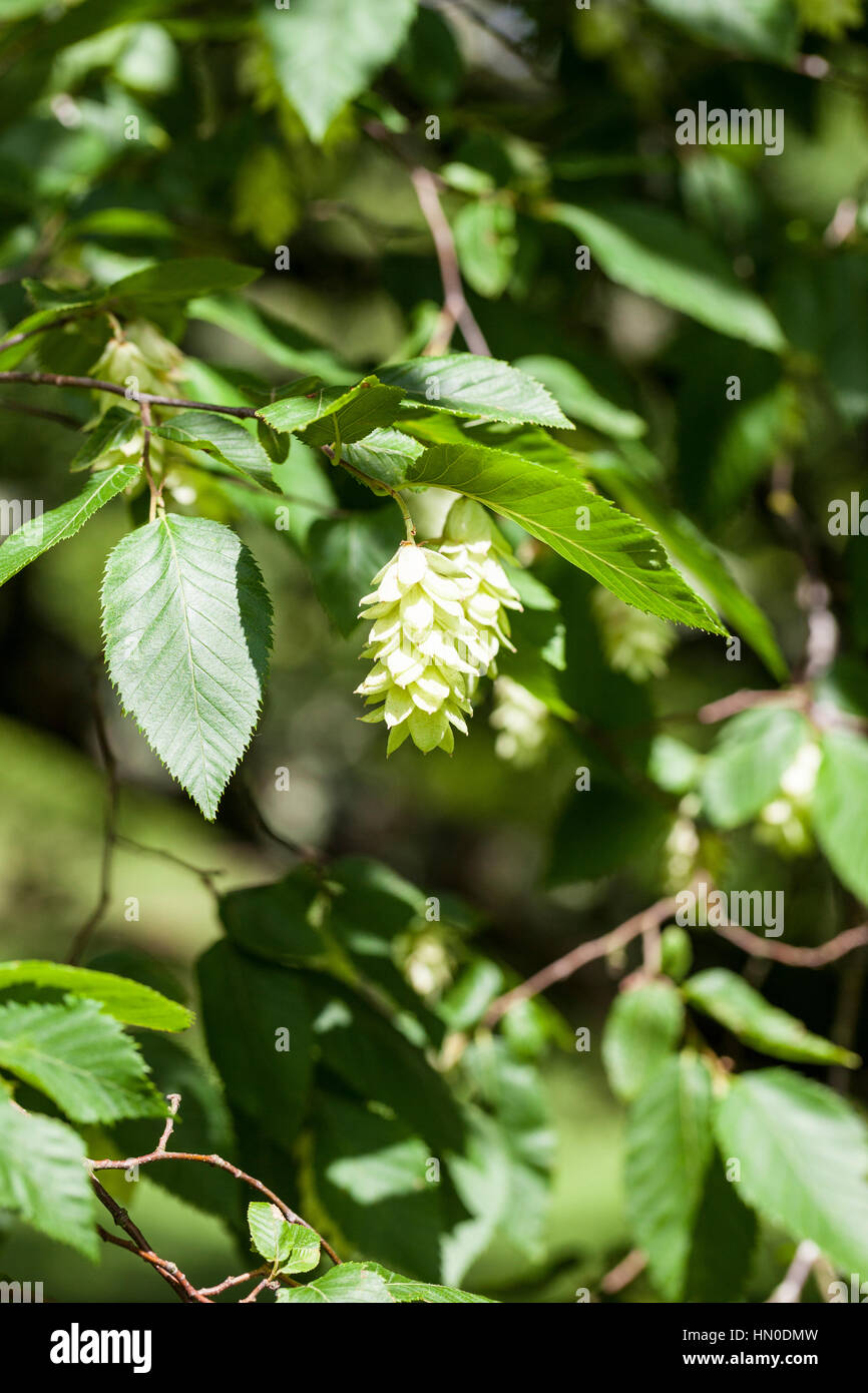 Ostrya carpinifolia in summer - hop hornbeam Stock Photo