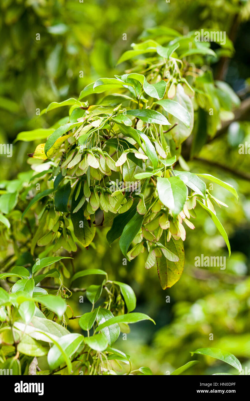 Acer cinnamomifolium in summer - Acer coriaceifolium Stock Photo