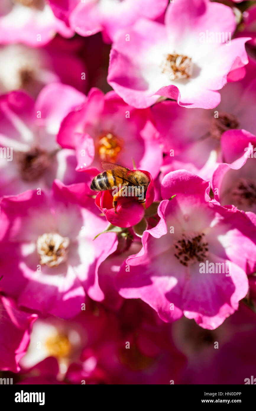 Bee feeding on pollen of Rosa 'Mozart', a scented pink shrub rose Stock Photo