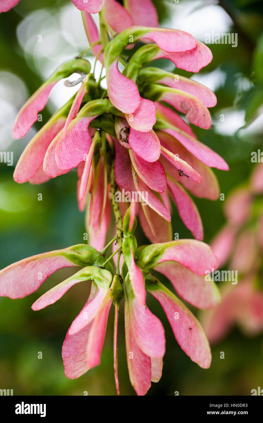 Acer pseudoplatanus 'Brillantissimum' in summer - sycamore Stock Photo