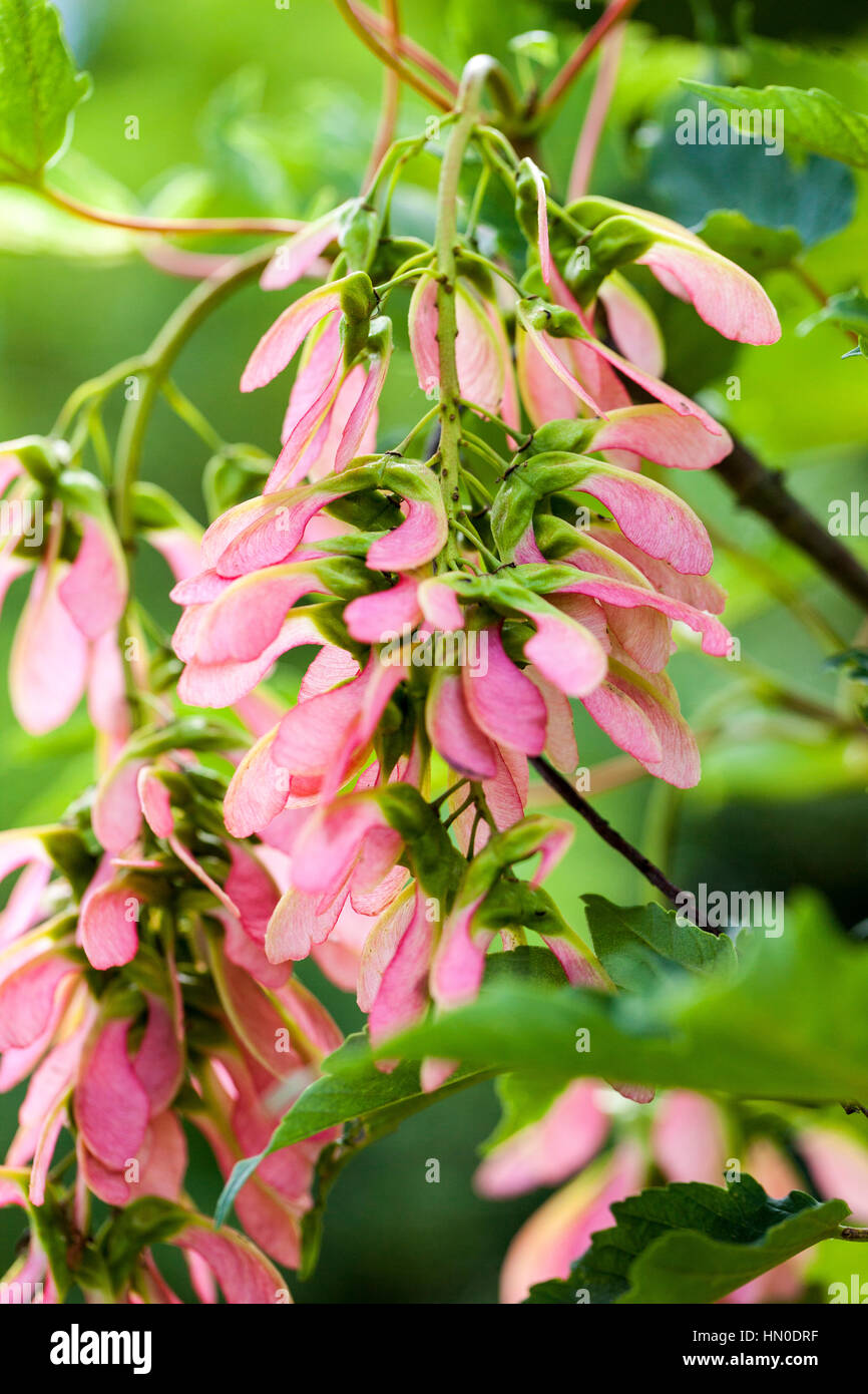 Acer pseudoplatanus 'Brillantissimum' in summer - sycamore Stock Photo