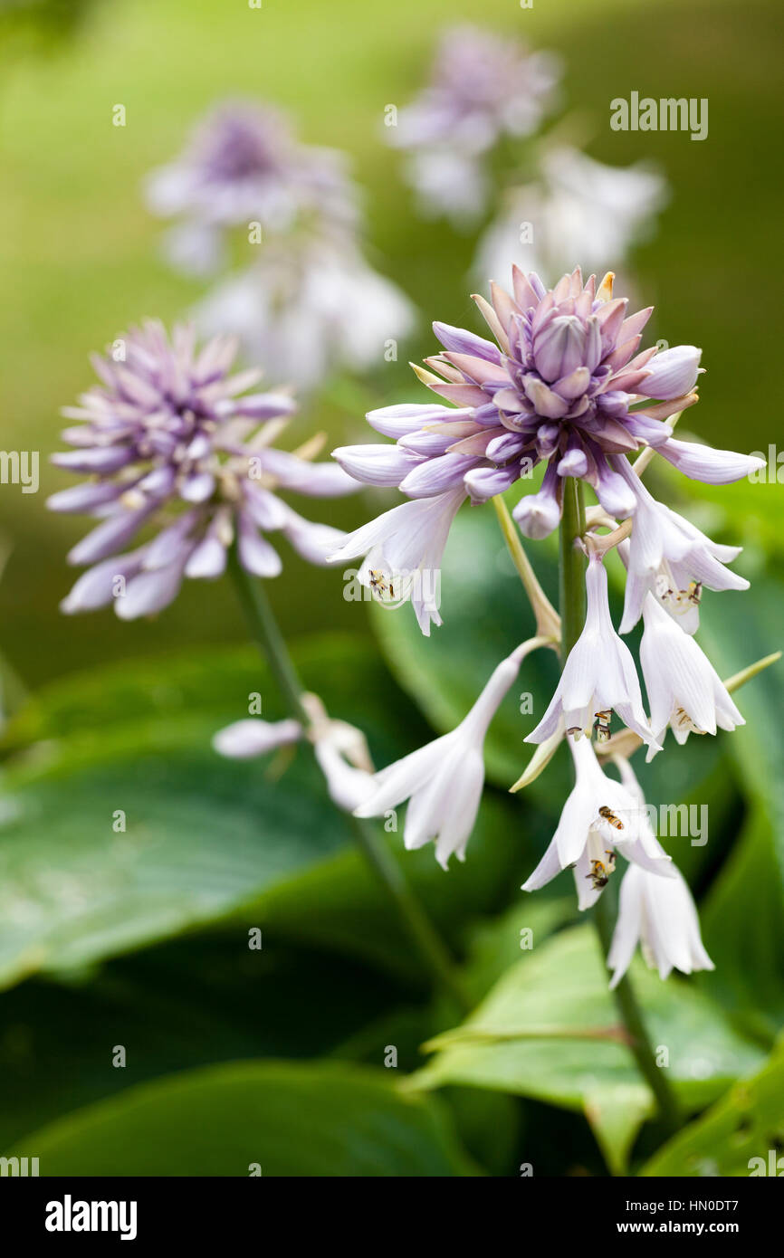 Empress wu hi-res stock photography and images - Alamy