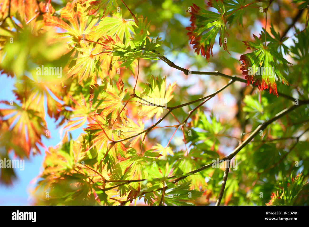 Full Moon Maple, sunny autumn day blue sky, autumn leaves changing colour   Jane Ann Butler Photography JABP1833 Stock Photo