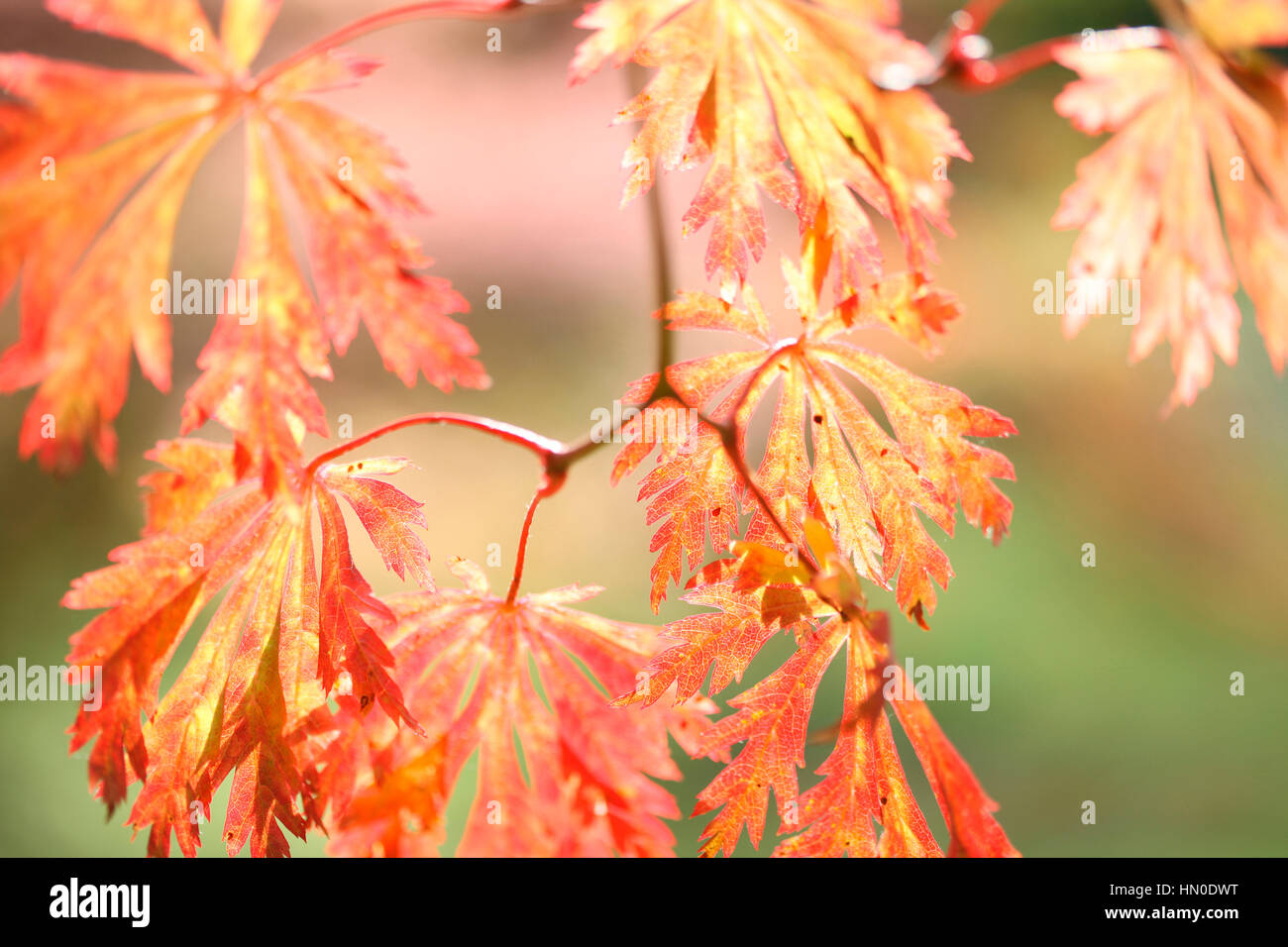 Full Moon Maple, beautiful autumn leaves Jane Ann Butler Photography  JABP1834 Stock Photo