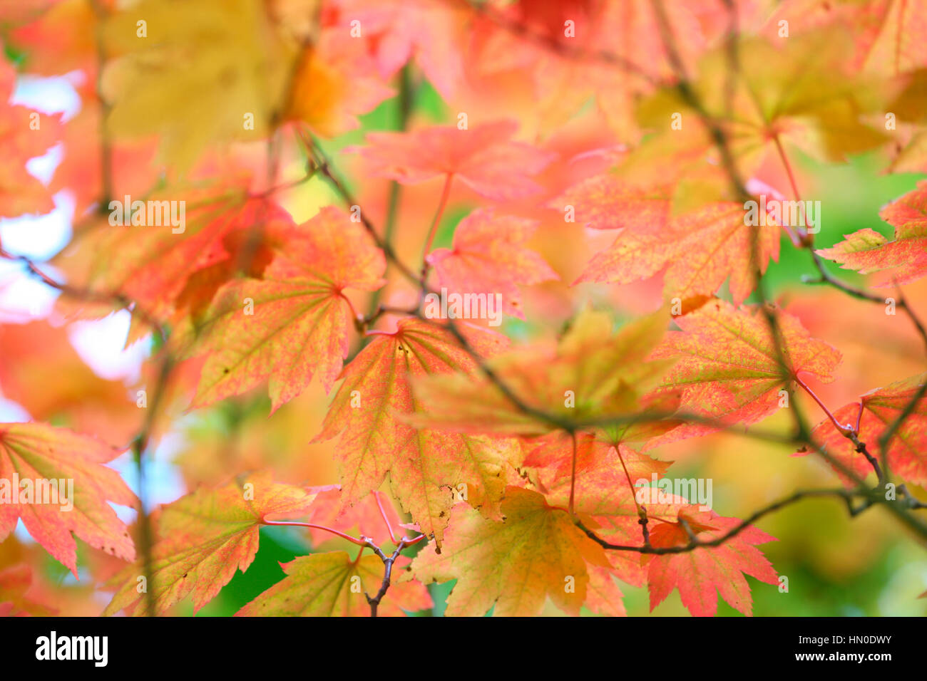 Acer Japonicum Full Moon Maple, changing leaf colour Jane Ann Butler Photography  JABP1829 Stock Photo