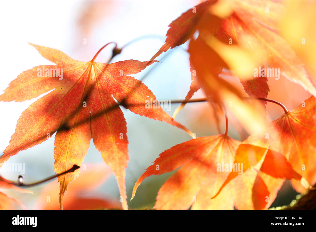 Acer Japonicum Full Moon Maple, changing leaf colour Jane Ann Butler Photography  JABP1827 Stock Photo