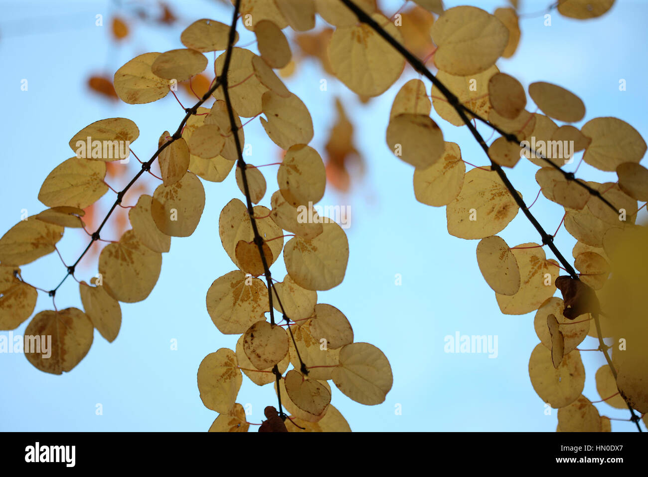 Cercidiphyllum Japonicum, katsura tree, autumn leaves blue sky Jane Ann Butler Photography  JABP1819 Stock Photo