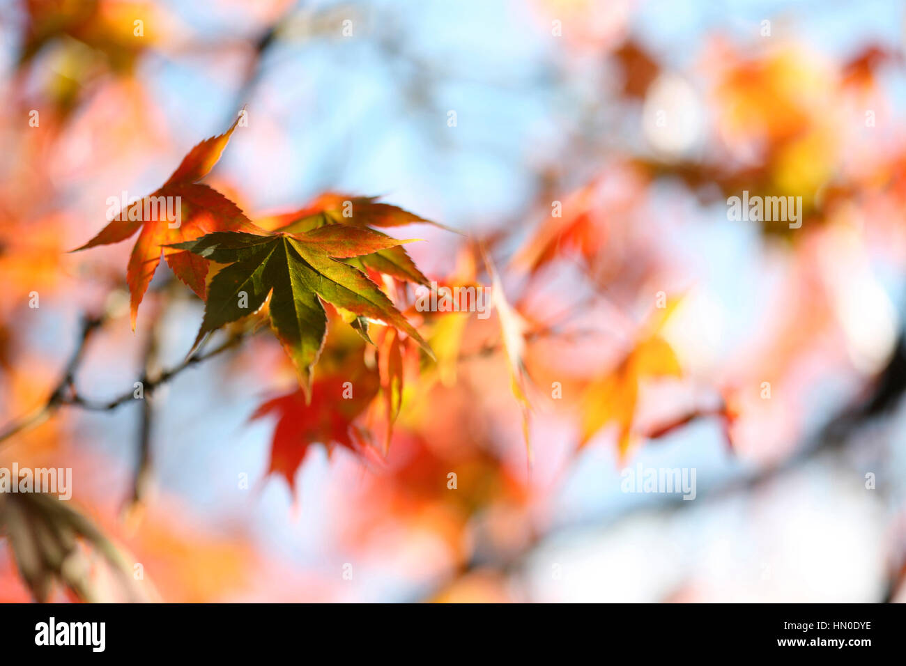 stunning autumn leaves changing colour, blue sky and sunshine Jane Ann Butler Photography  JABP1826 Stock Photo
