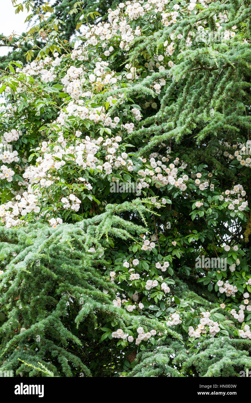 Rosa 'Dentelle de Malines' growing into a cedar tree Stock Photo