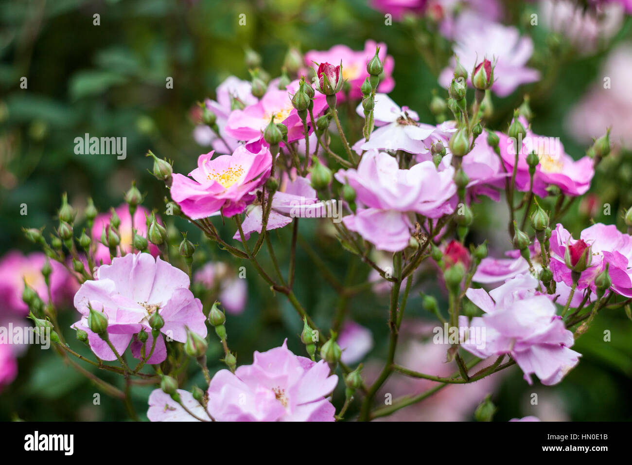 Rosa 'Lavender dream' in summer Stock Photo