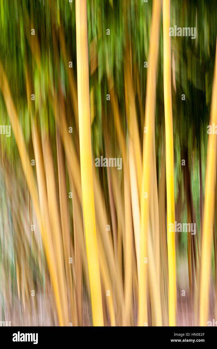 Abstract of bamboo - Phyllostachys Stock Photo