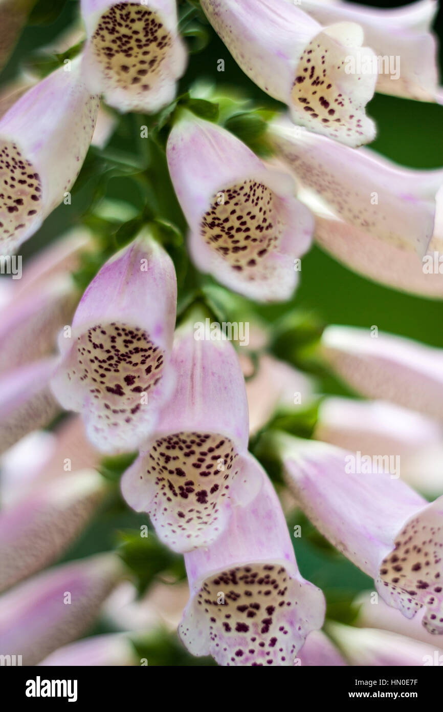 Close up of Digitalis purpurea Stock Photo