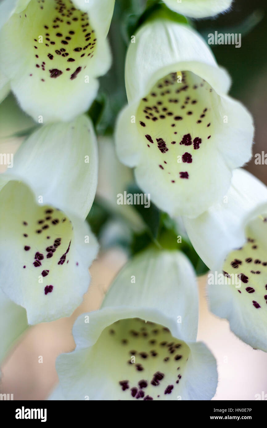 Close up of Digitalis purpurea f. albiflora Stock Photo