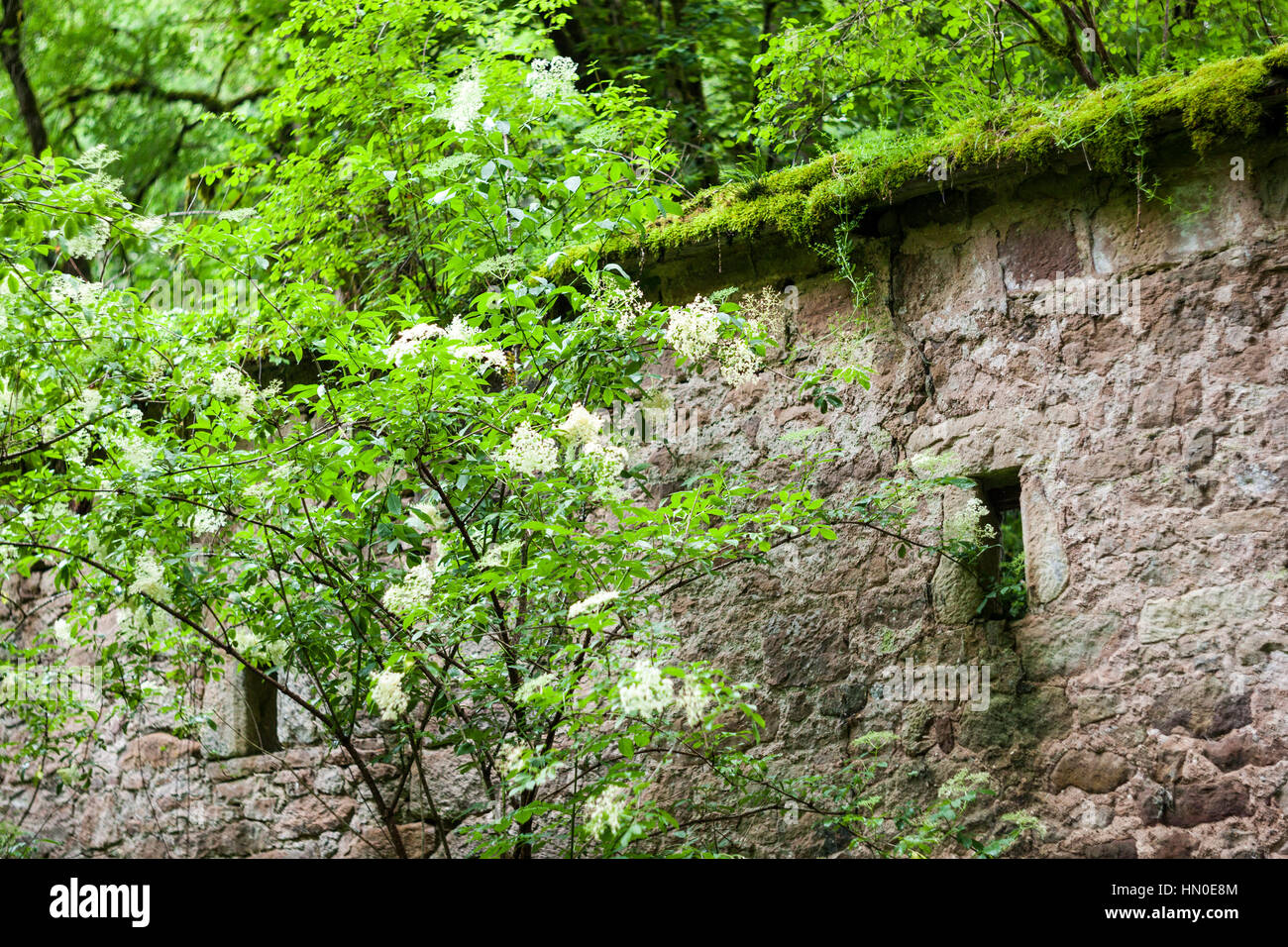 Ruin with moss-covered roof and flowering elderbush in a woodland Stock Photo