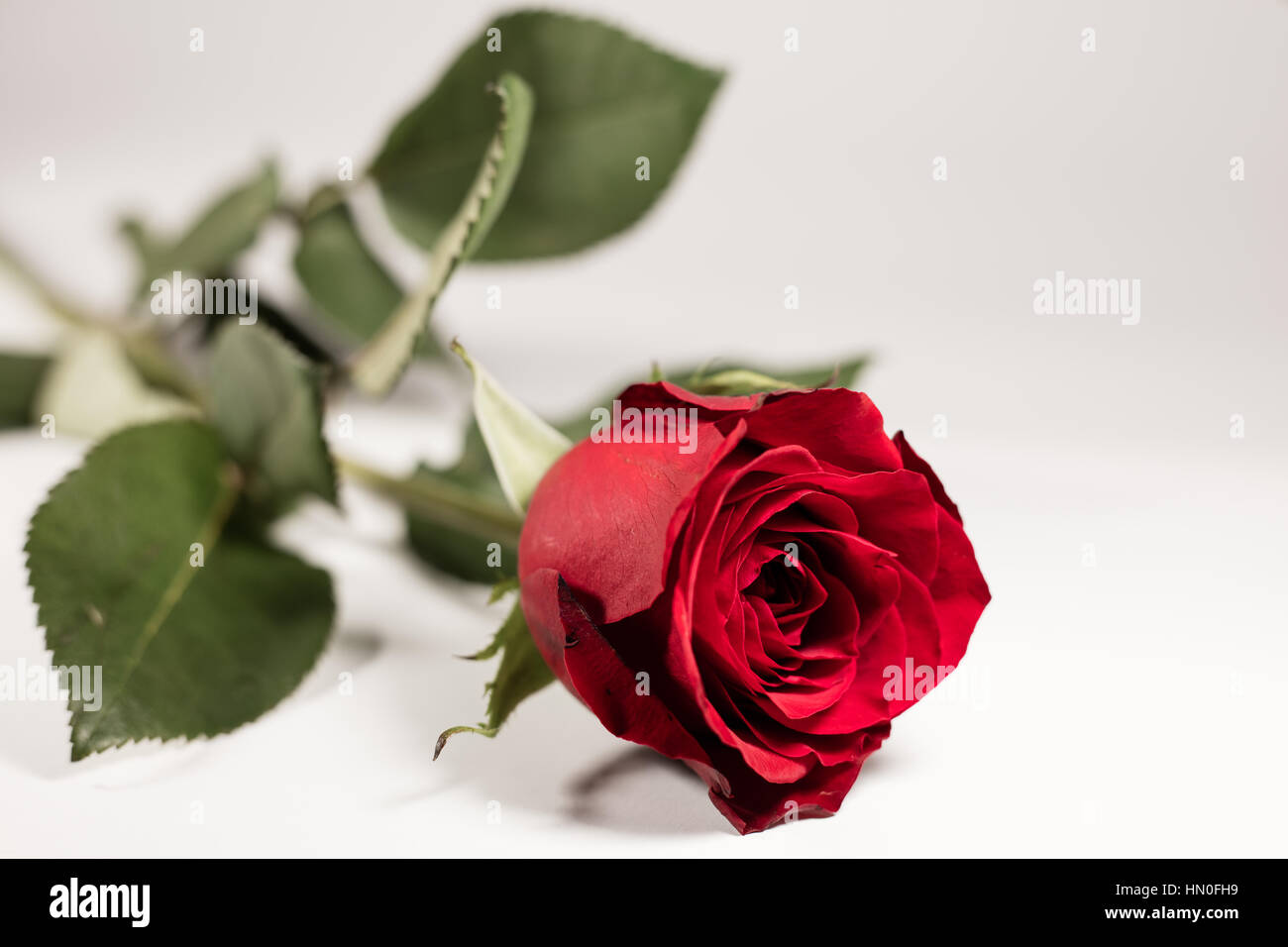 Red rose on white background Stock Photo