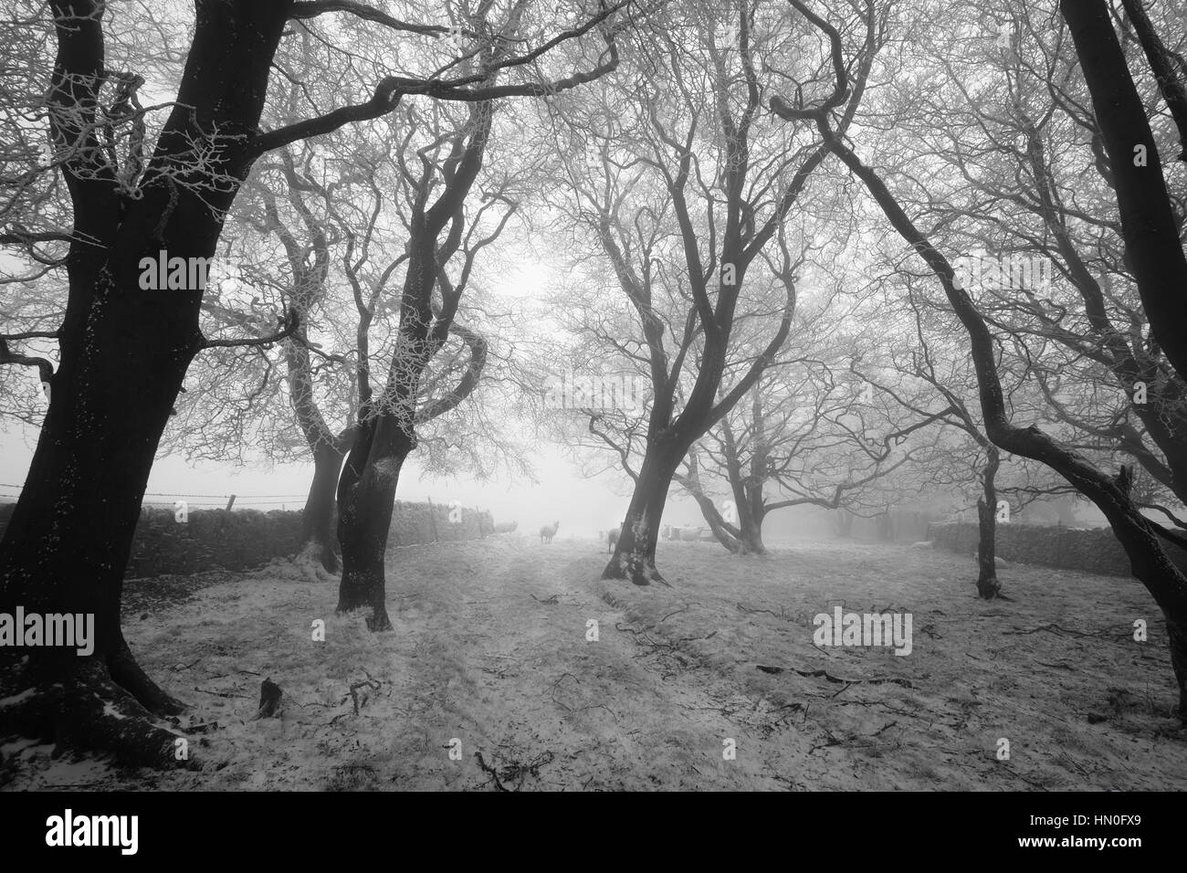 Spooky silhouetted trees above Eyam in the peak district national park Stock Photo