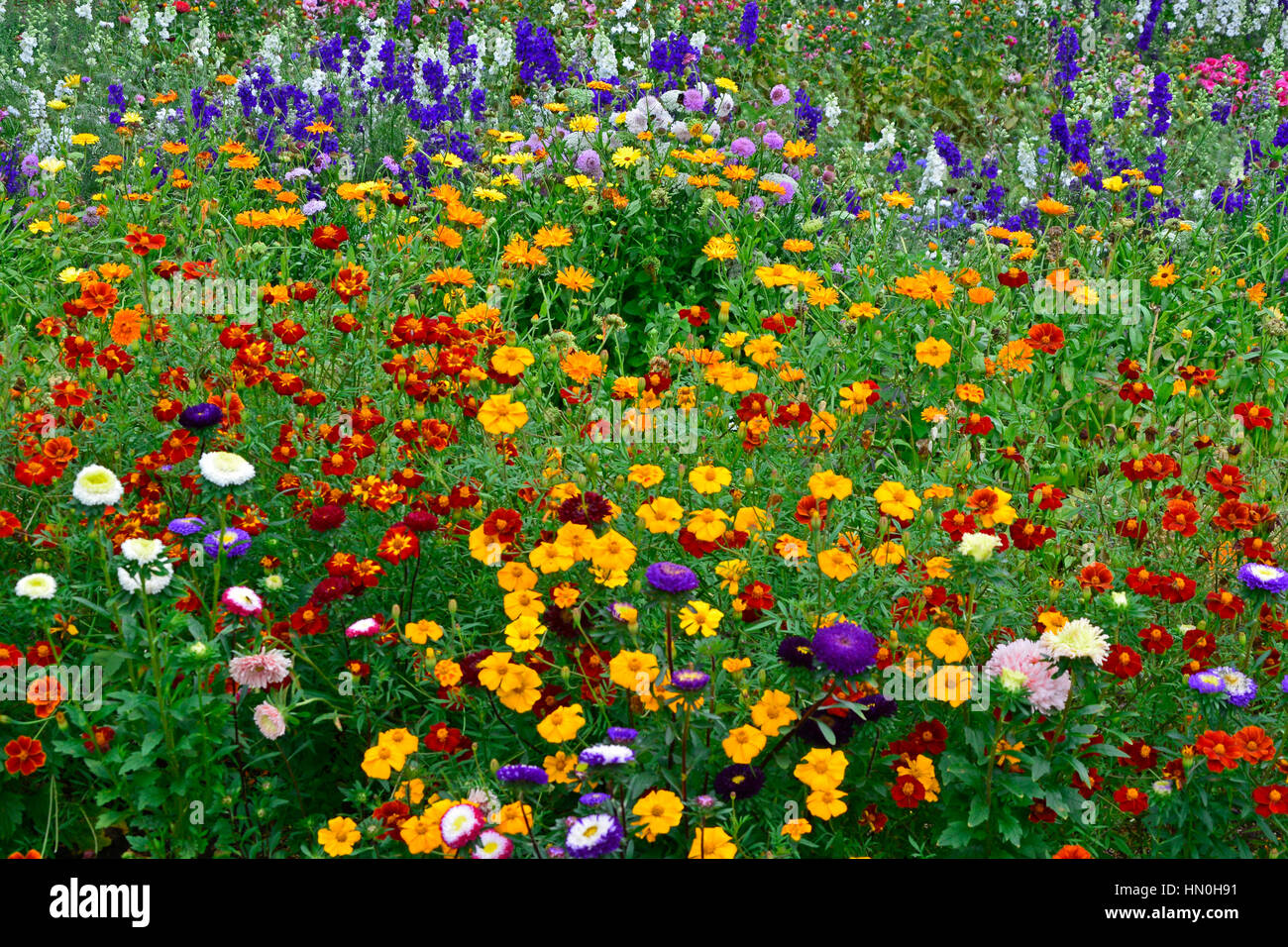 Colourful flower meadow of mixed planting including Delphiniums, Larkspur, Lavatera, Calendula, in a cottage garden Stock Photo
