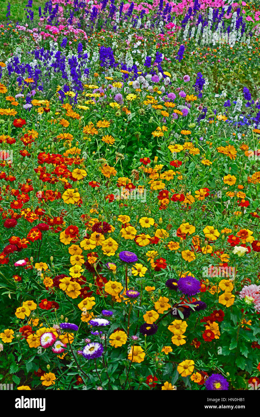 Colourful flower meadow of mixed planting including Delphiniums, Larkspur, Lavatera, Calendula, in a cottage garden Stock Photo