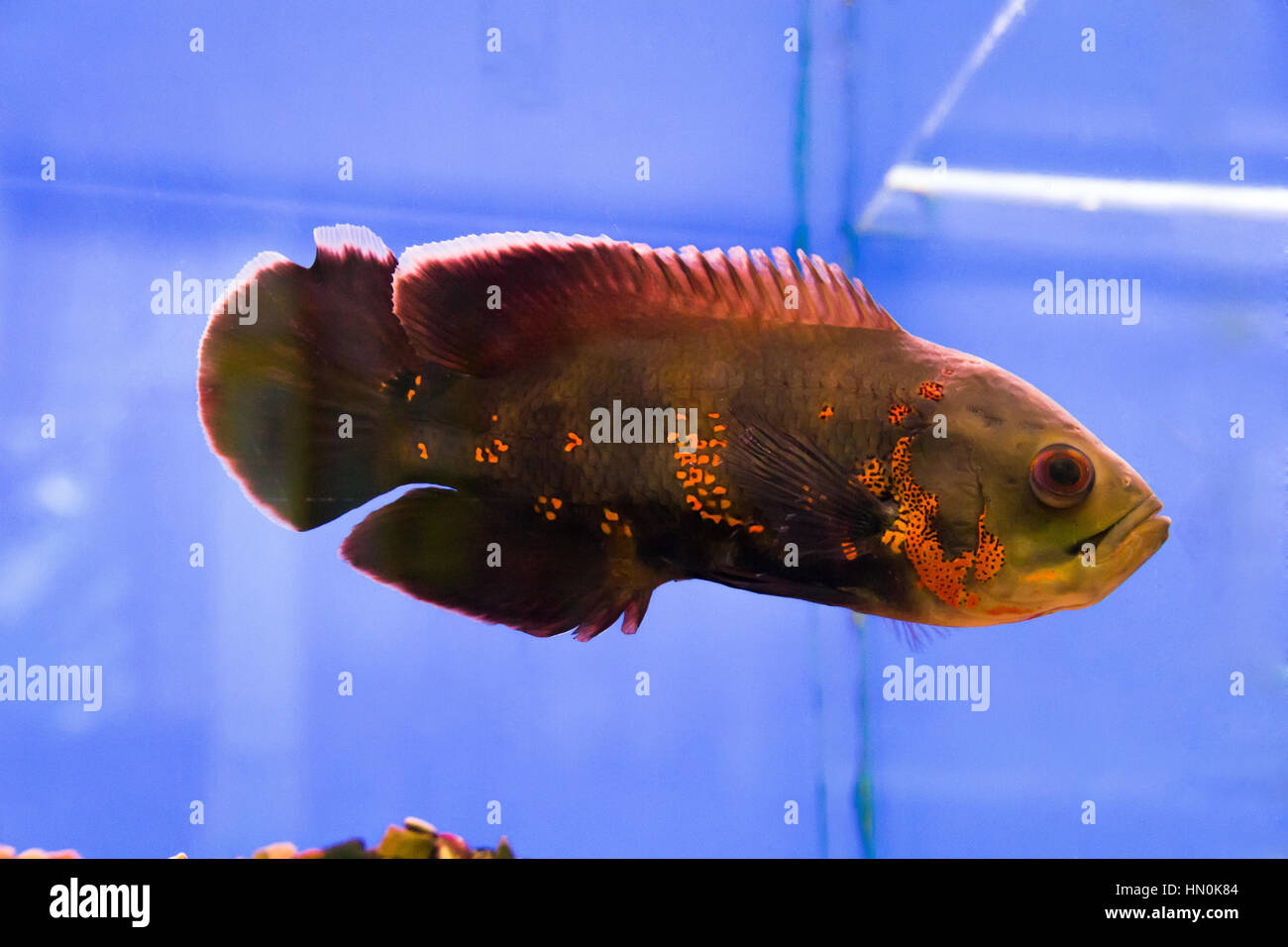 Photo of a astronotus ocellatus in aquarium Stock Photo