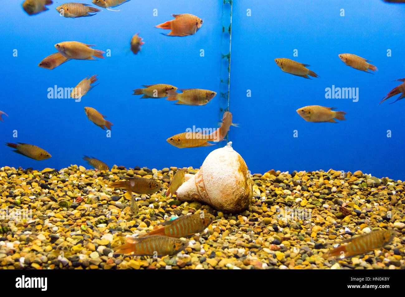 Photo of aquarium fish in blue water Stock Photo - Alamy