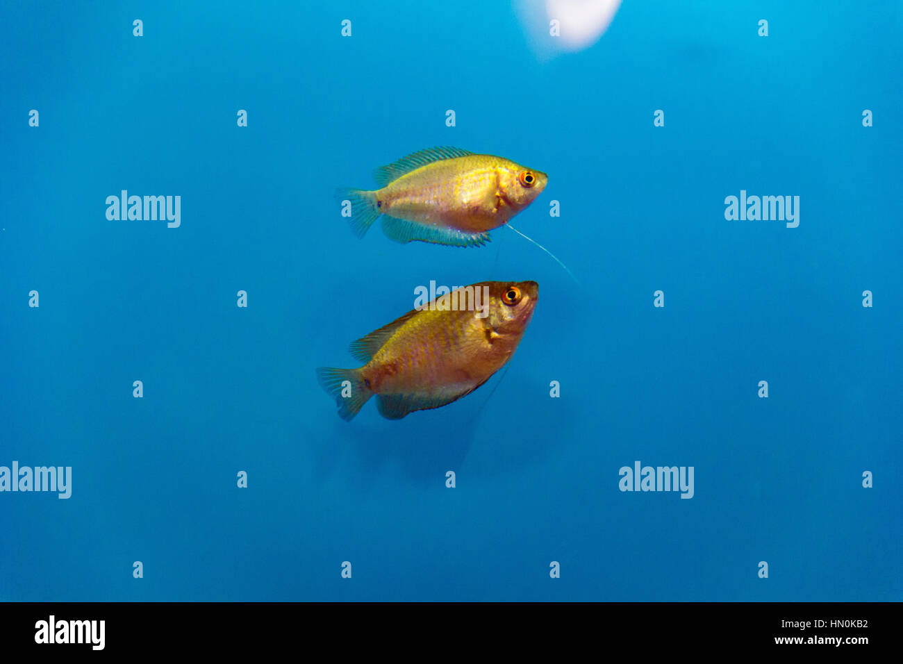 Photo of aquarium fish in blue water Stock Photo - Alamy