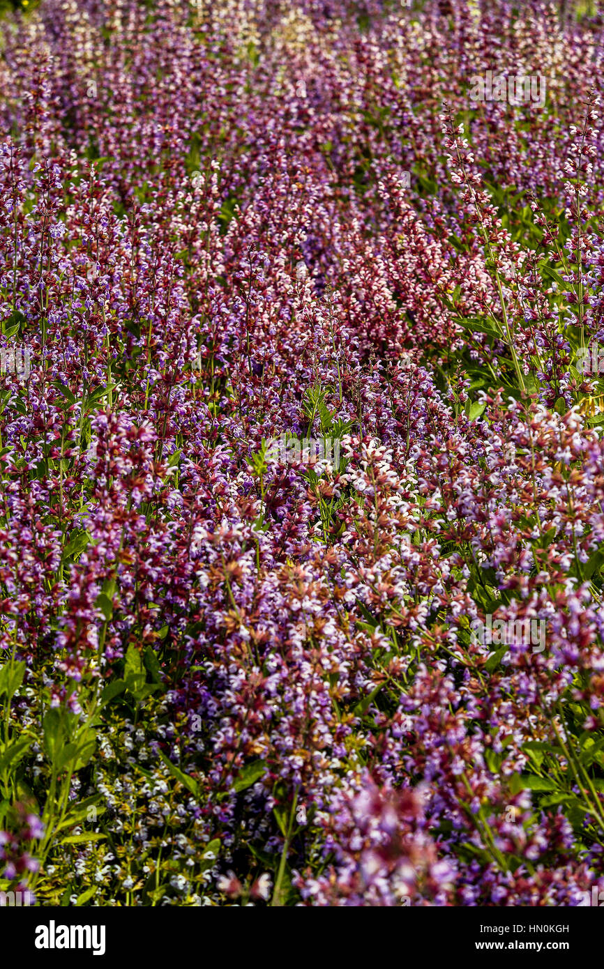 Italy Emilia Romagna Casola Valsenio (RA): Herb garden Event  Erbe in fiore Flowering of germander ( Teucrium chamaedrys ) Stock Photo
