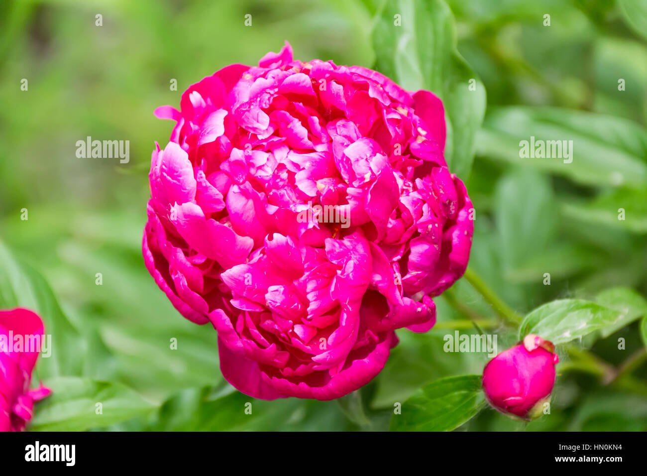 Photo of pink peony on green background Stock Photo - Alamy