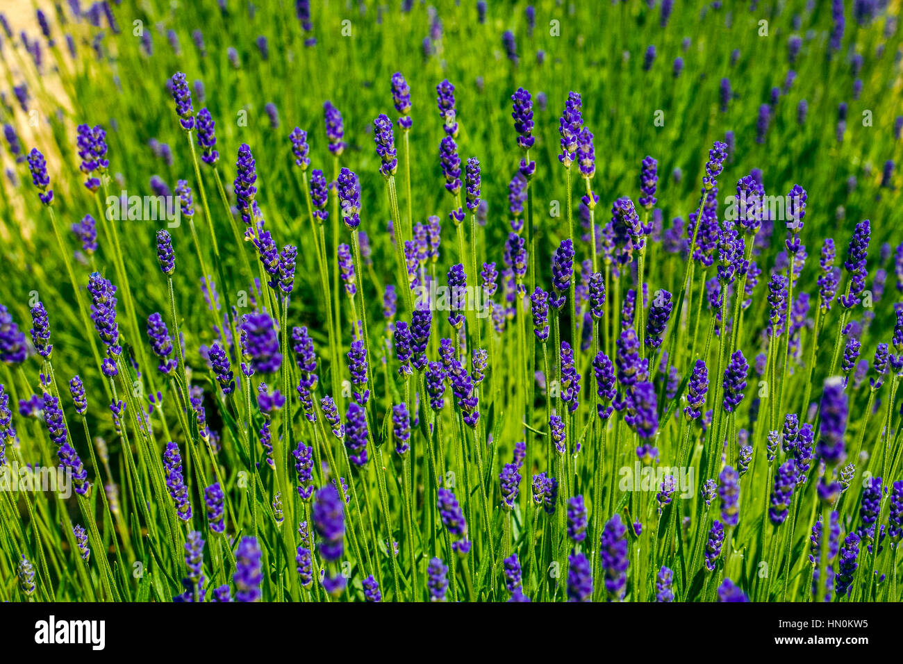 Italy Emilia Romagna Casola Valsenio (RA): Herb garden Event  Erbe in fiore Lavender Blue Boston Stock Photo