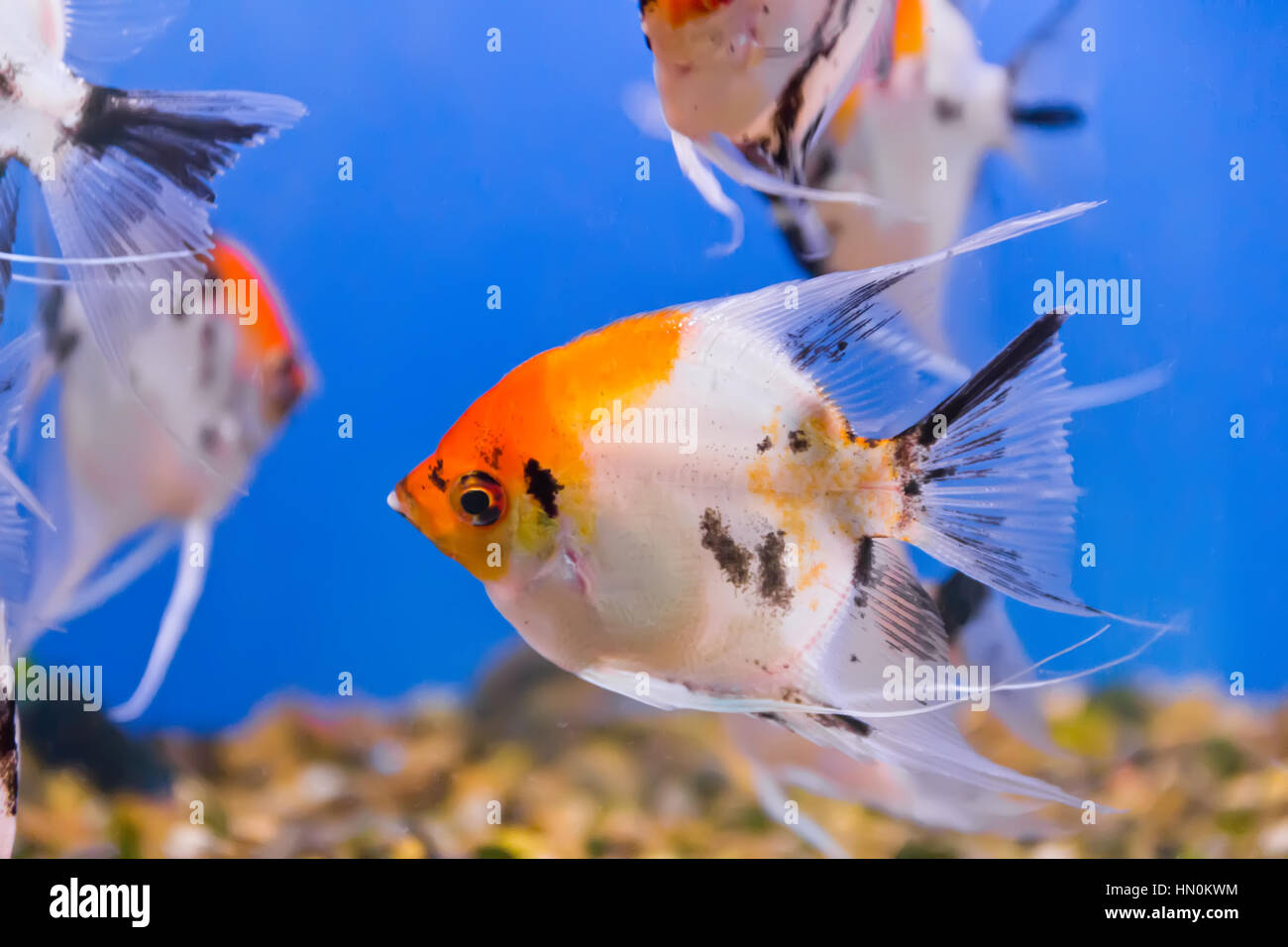 Photo of aquarium fish in blue water Stock Photo