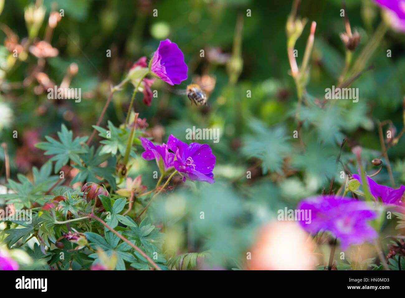 A bee landing on a purple flower Stock Photo - Alamy