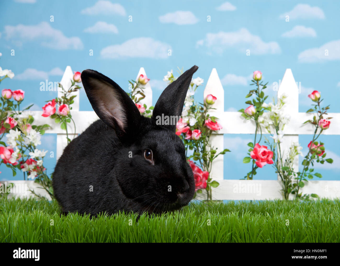 Large black bunny in green grass facing viewer, white picket fence with