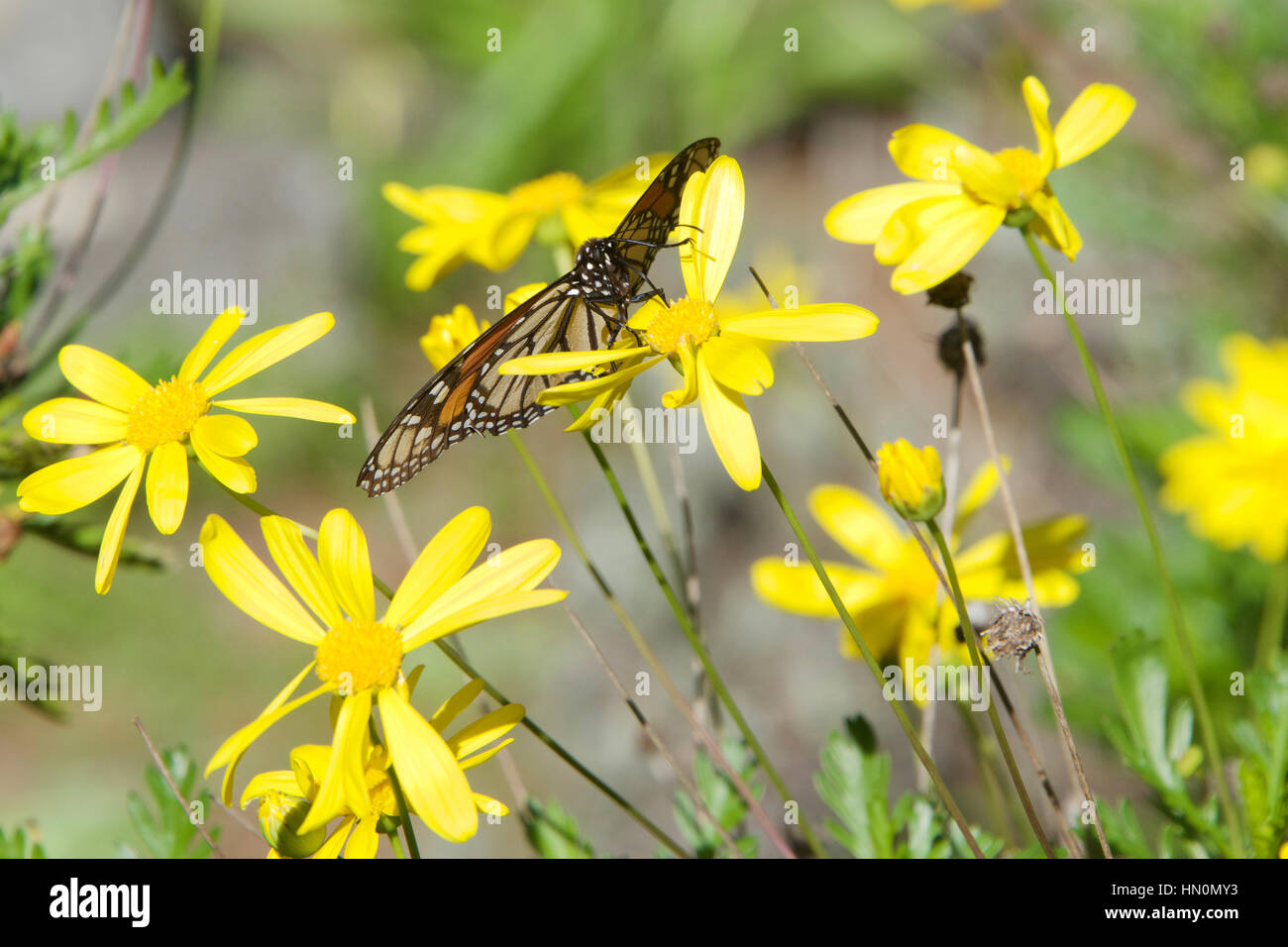 Monarch butterfly on yellow daisy flowers Stock Photo