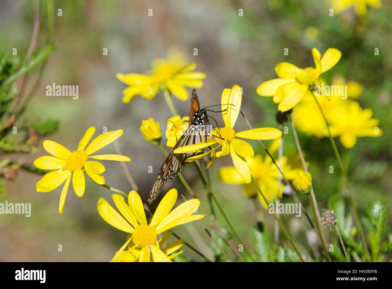 Monarch butterfly on yellow daisy flowers Stock Photo