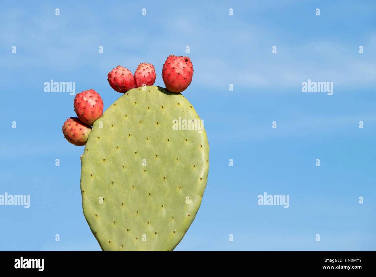 Indian fig opuntia cactus,  the term prickly pear is the most common name for this. single rounded cladodes also called platyclades, with five red fru Stock Photo
