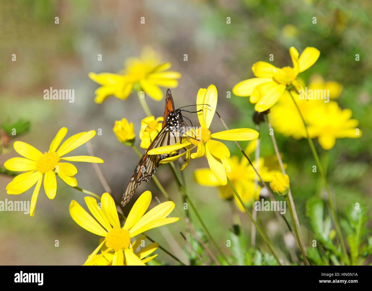 Monarch butterfly on yellow daisy flowers, the monarch butterfly is possibly the most familiar North American butterfly, and is considered an iconic p Stock Photo