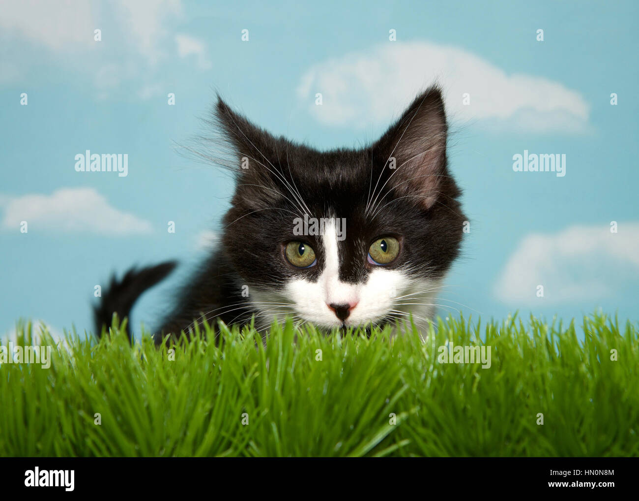 Black And White Medium Hair Kitten Crouched In Long Grass Blue