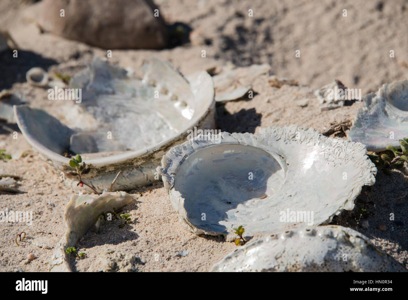 Ancient abalone shells, part of a shell midden, on Pearly Beach, South Africa Stock Photo