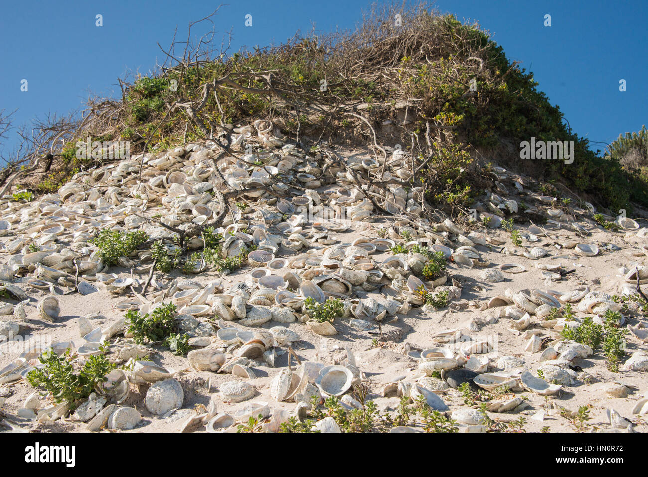 Ancient abalone shells, part of a shell midden, on Pearly Beach, South Africa Stock Photo