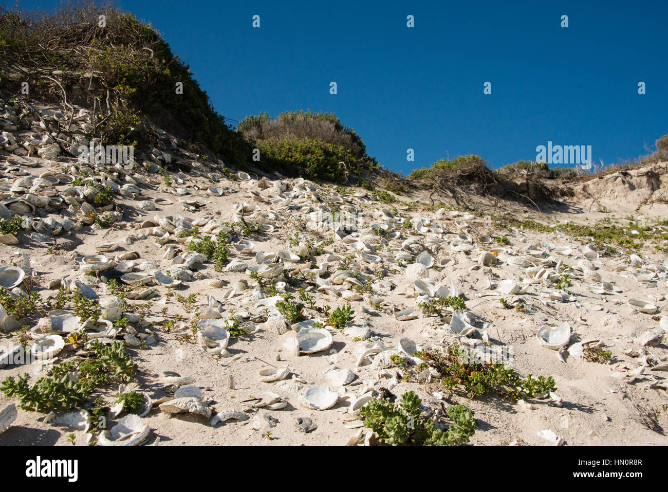 Ancient abalone shells, part of a shell midden, on Pearly Beach, South Africa Stock Photo