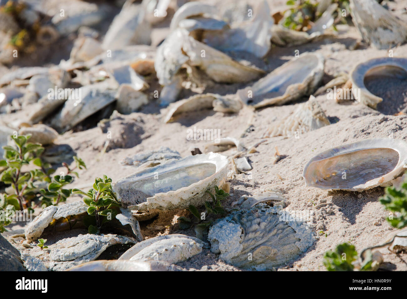 Ancient abalone shells, part of a shell midden, on Pearly Beach, South Africa Stock Photo
