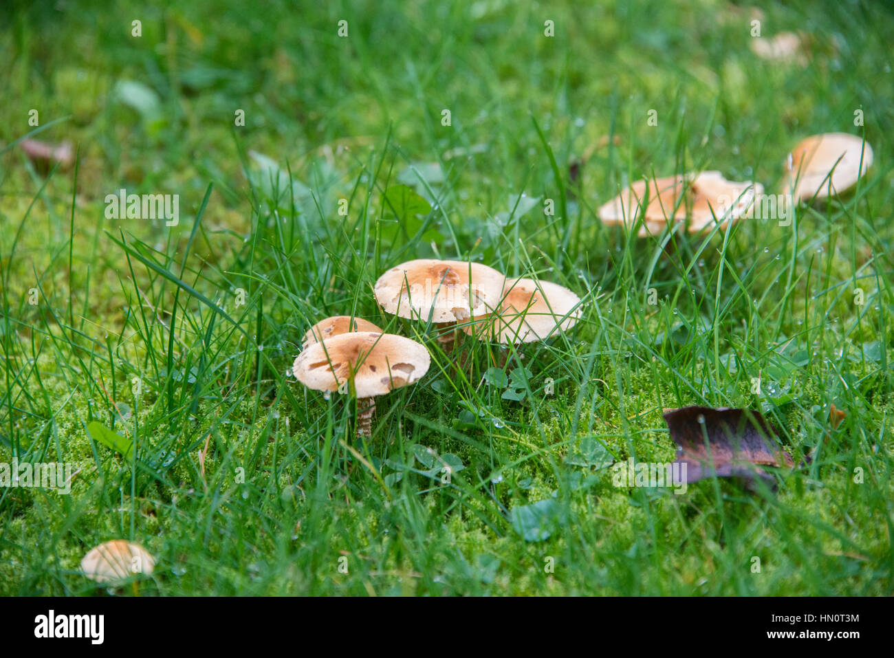 Orange Mushrooms In My Yard