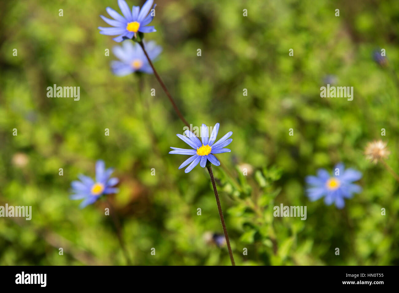 A close up of blue daisies in a field Stock Photo