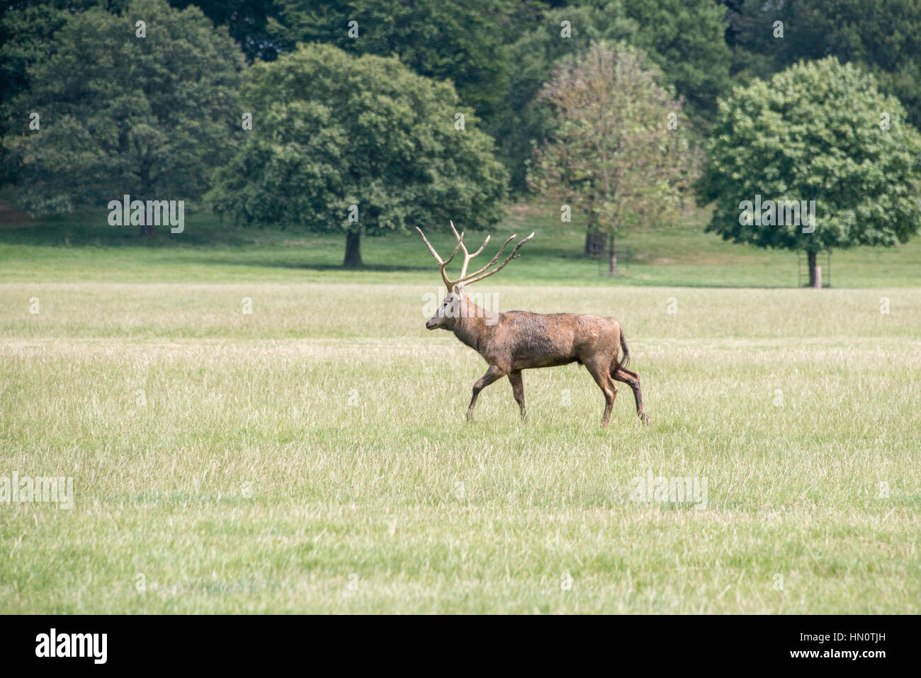 A red deer stag walking through a field at Woburn abbey, UK Stock Photo