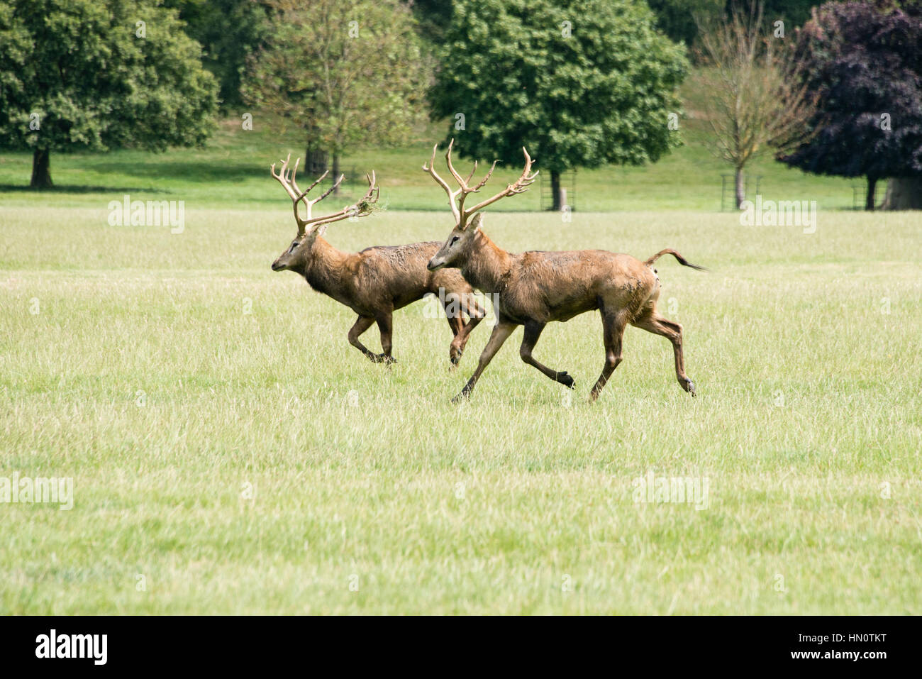 Two red deer stags running through a field at Woburn abbey, UK Stock Photo